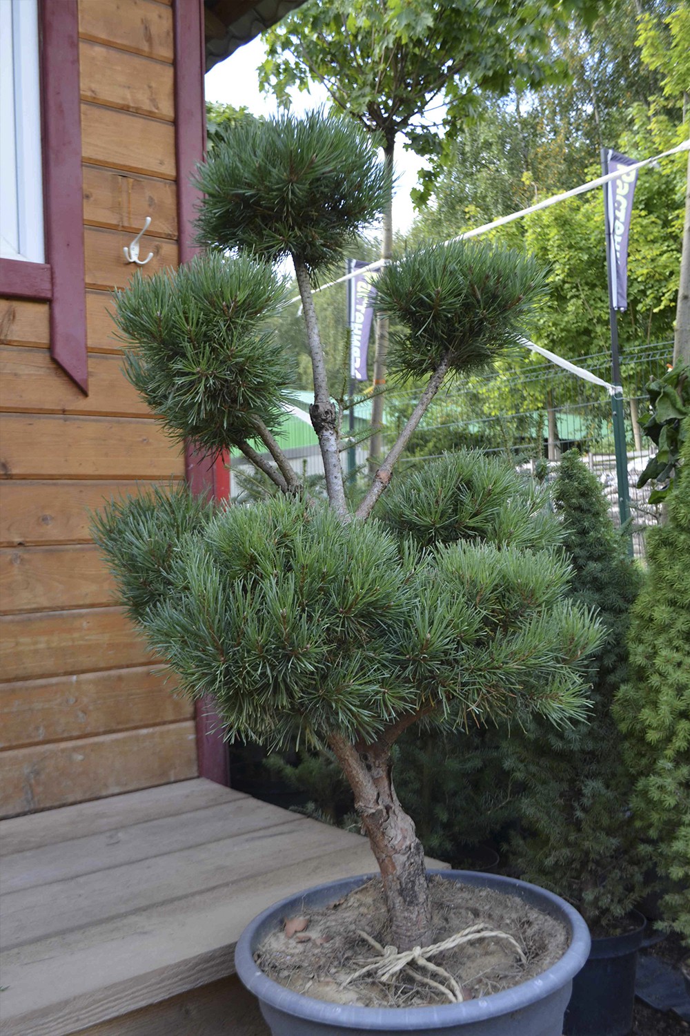 Сосна Бонсай (Bonsai) по доступной цене в Королеве - Купить с доставкой в  питомнике Растения24